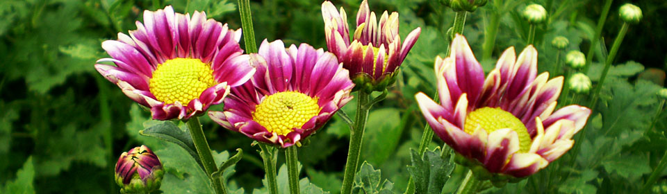 轰炸手机短信软件